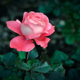 Роза из Михайловского сада